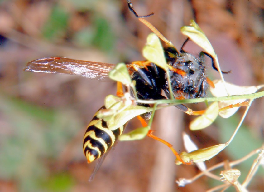 Polistes gallicus